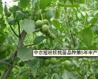 中农短枝品种核桃苗 (1)